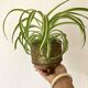 Lombard brass plant pot, Made in England
