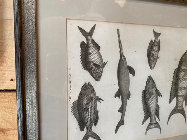 Fish engraving