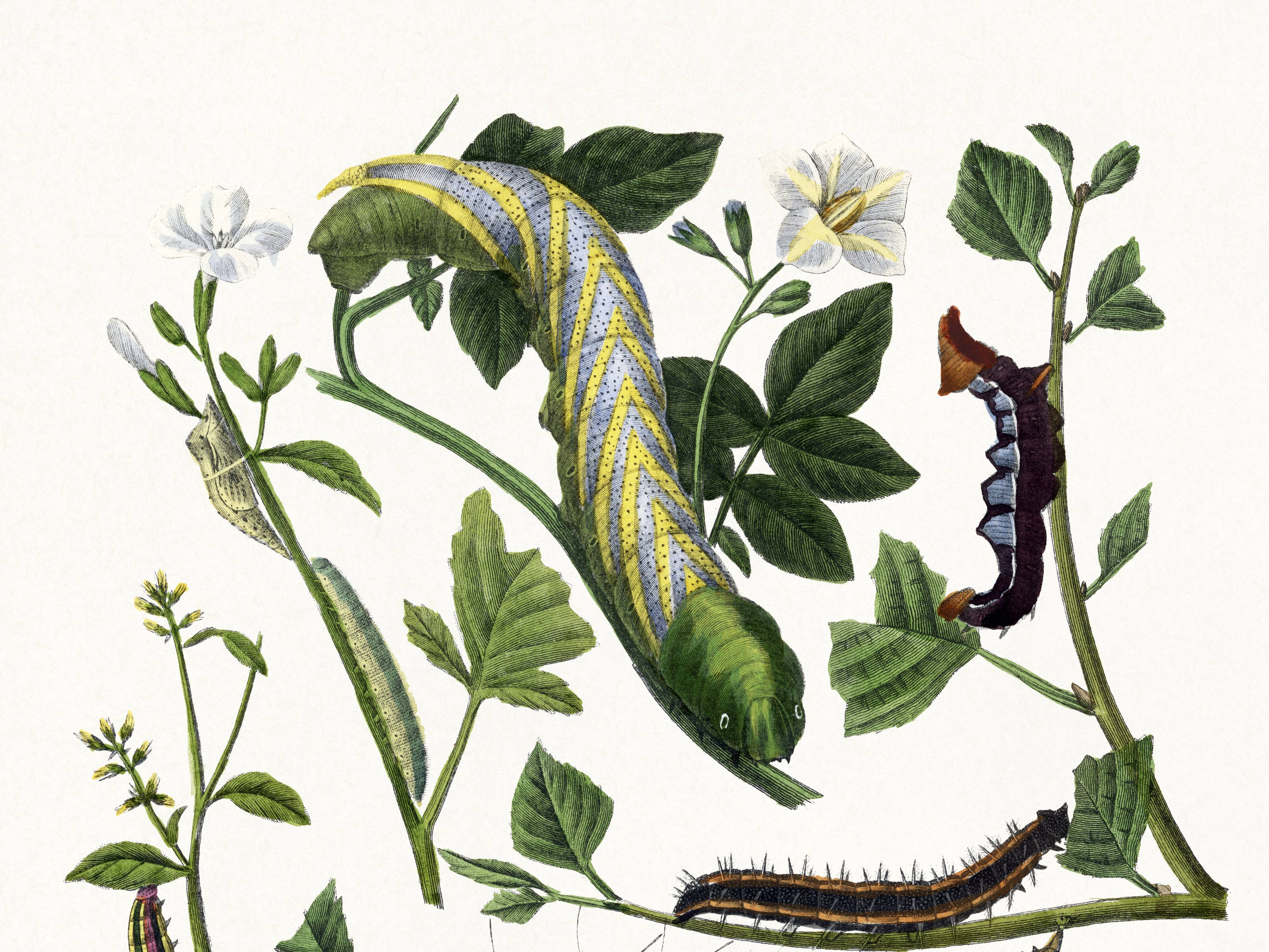 Poster about caterpillars, based on an old engraving from 1842.