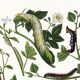 Poster about caterpillars, based on an old engraving from 1842.
