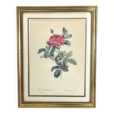 Lithograph of botanical plate by PJ Redouté Rosier du pont