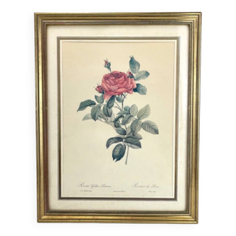 Lithograph of botanical plate by PJ Redouté Rosier du pont