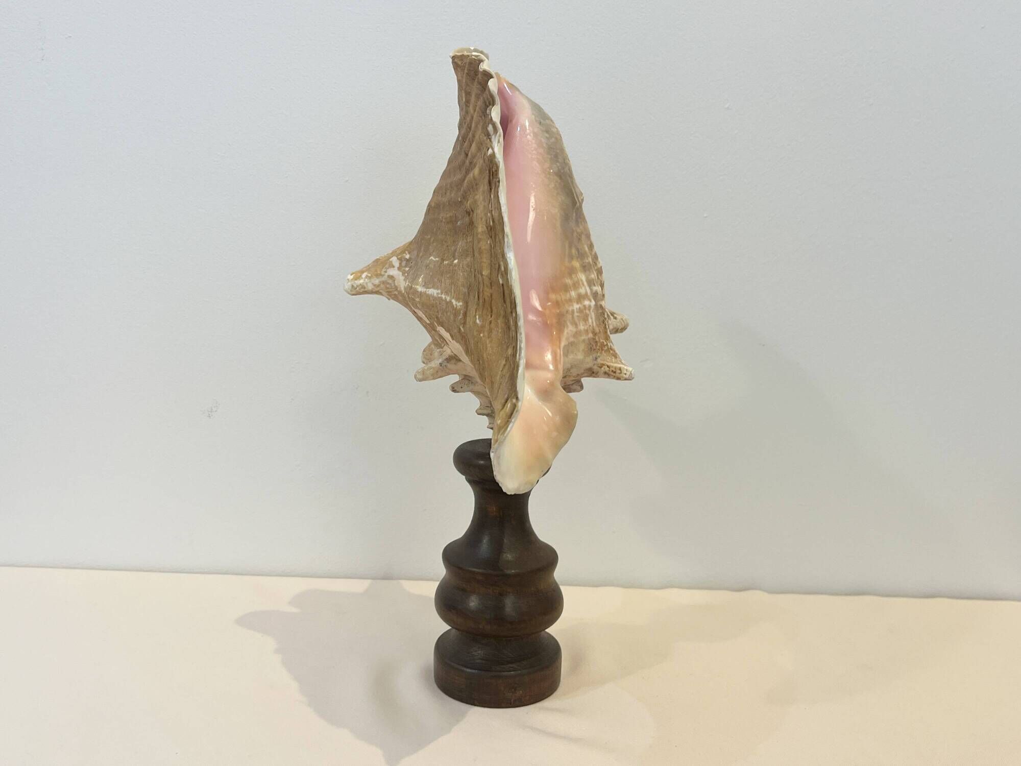 XXL Antique large conch shell on wooden base cabinet of curiosities