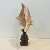 XXL Antique large conch shell on wooden base cabinet of curiosities