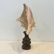 XXL Antique large conch shell on wooden base cabinet of curiosities