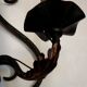 Pair of old antique French double lyre shape green wrought iron wall sconces