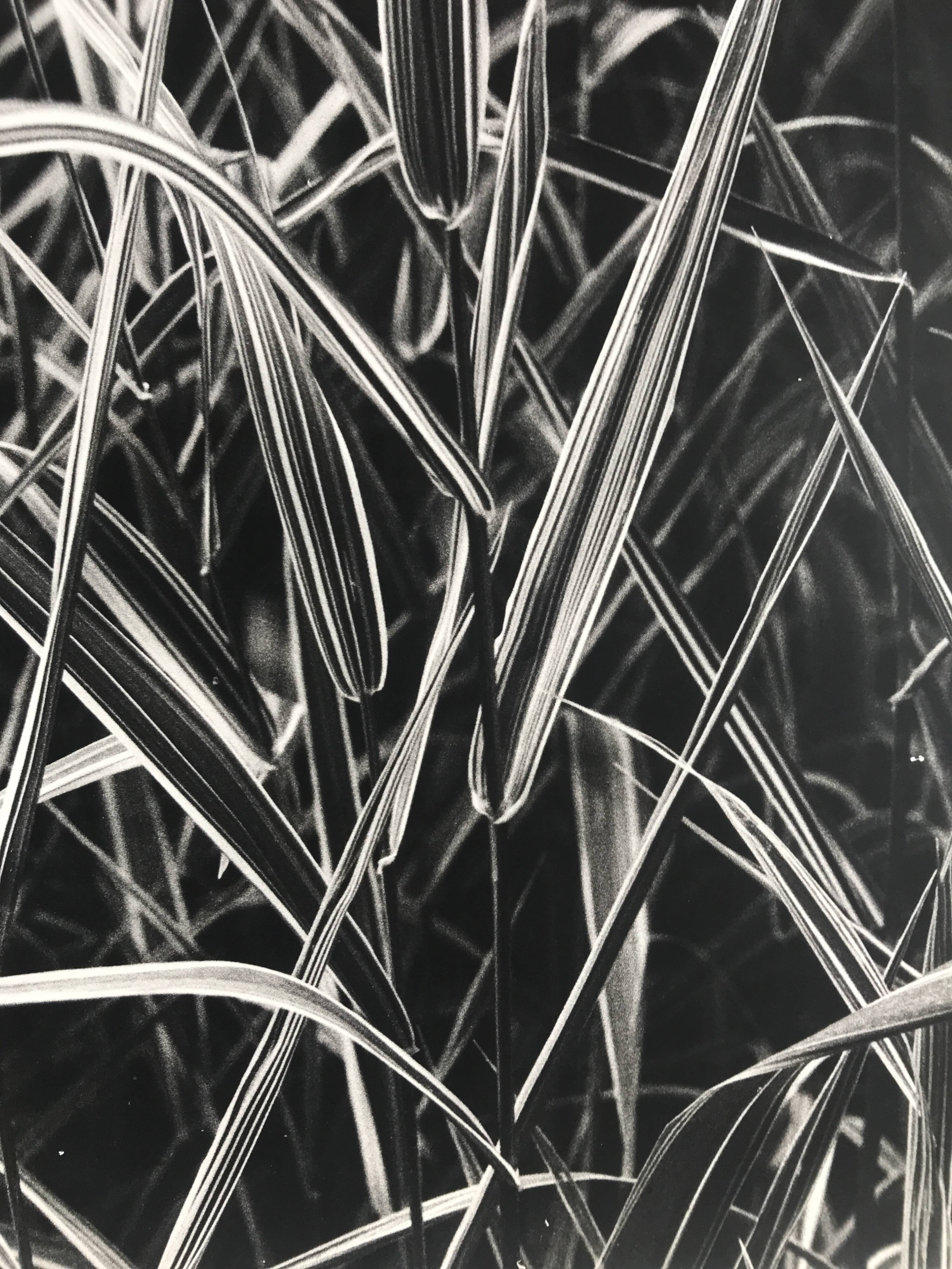 Rosine nusimovici, untitled (poacea ii), c 1980. black and white silver print