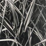 Rosine nusimovici, untitled (poacea ii), c 1980. black and white silver print