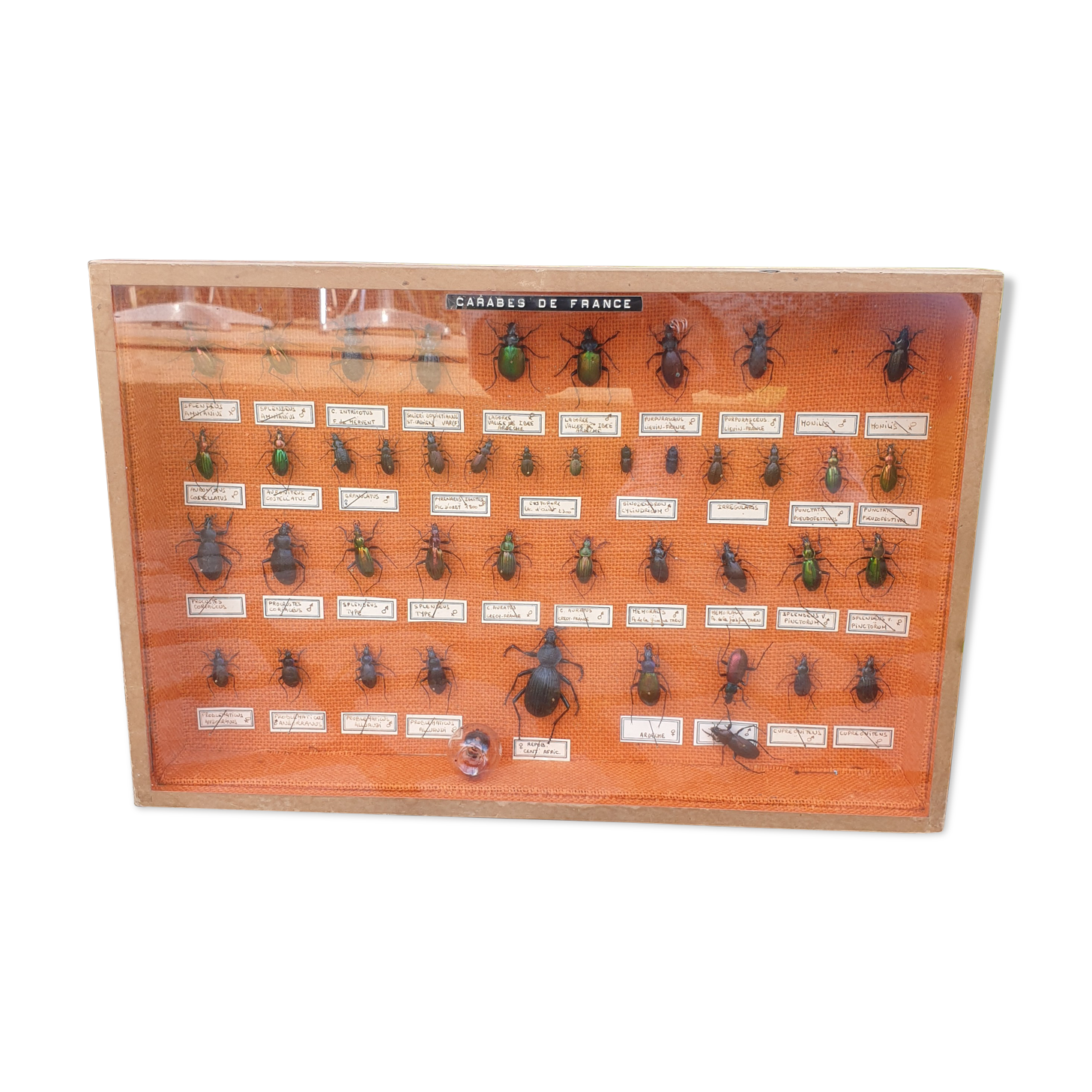 Vitrine entomologie