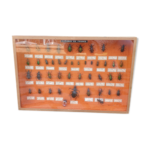 vitrine entomologie