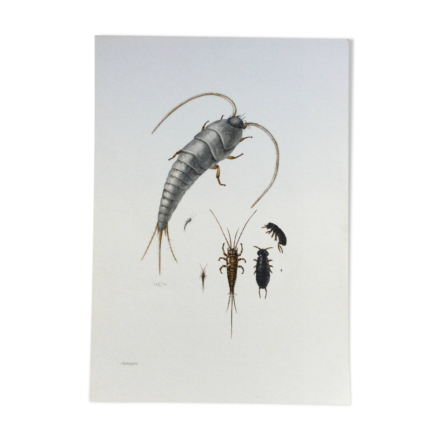 Old illustration "insects", 1960s