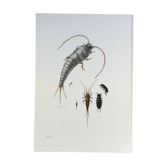 Illustration ancienne "insectes", années 60