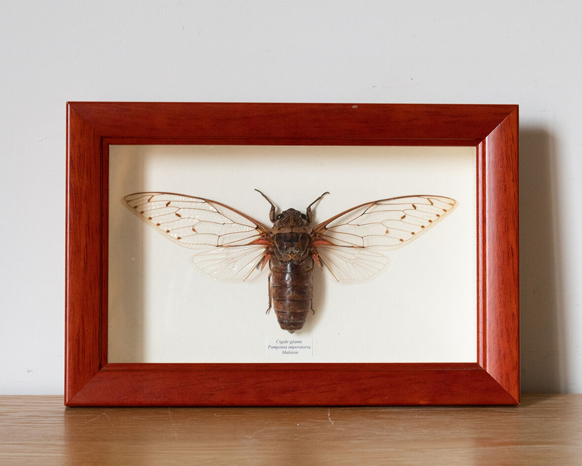 Naturalized insect frame