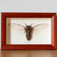 Cadre d'insecte naturalisé