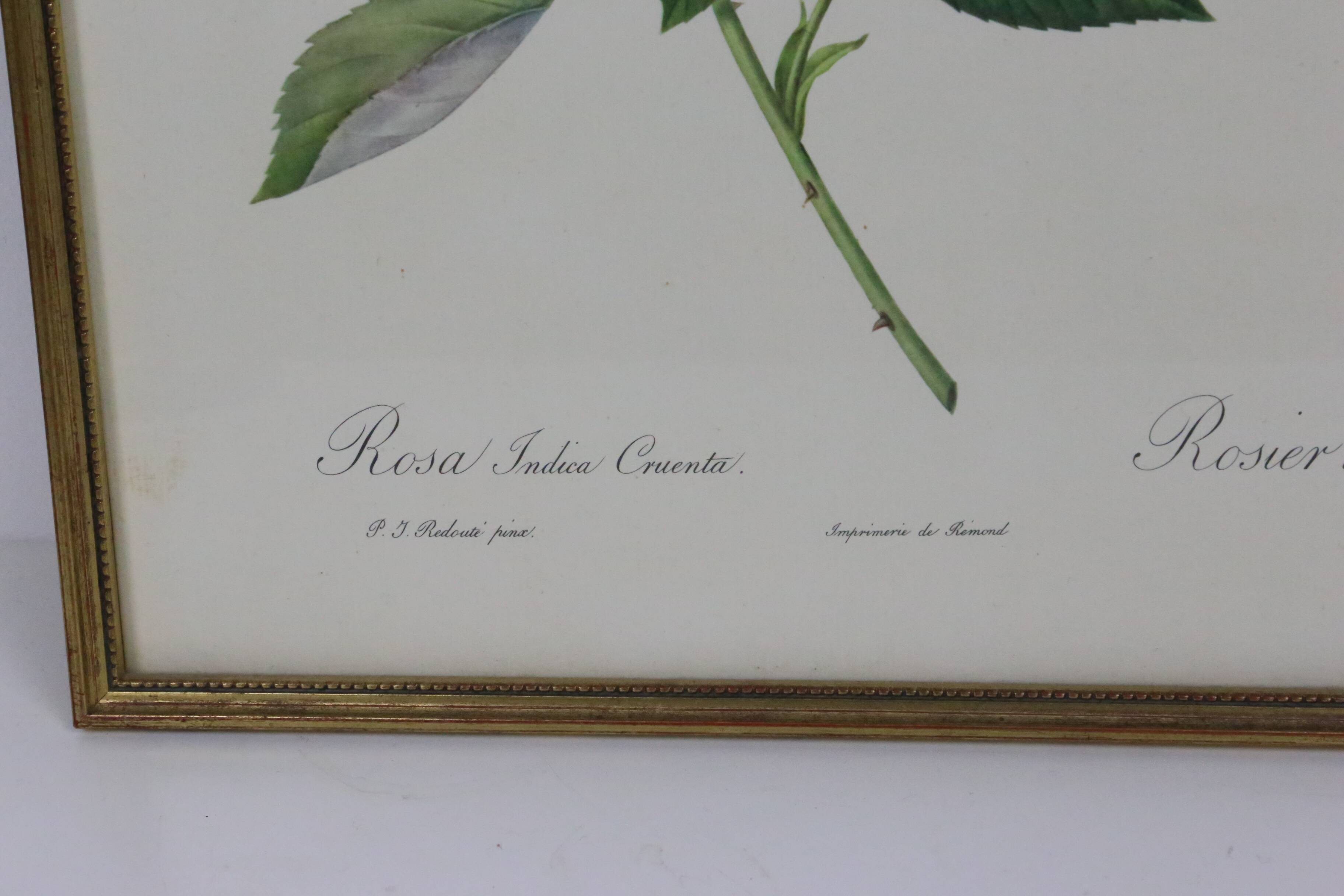 Large framed lithograph by Redouté