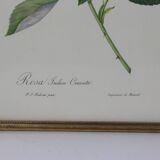 Large framed lithograph by Redouté