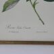 Large framed lithograph by Redouté