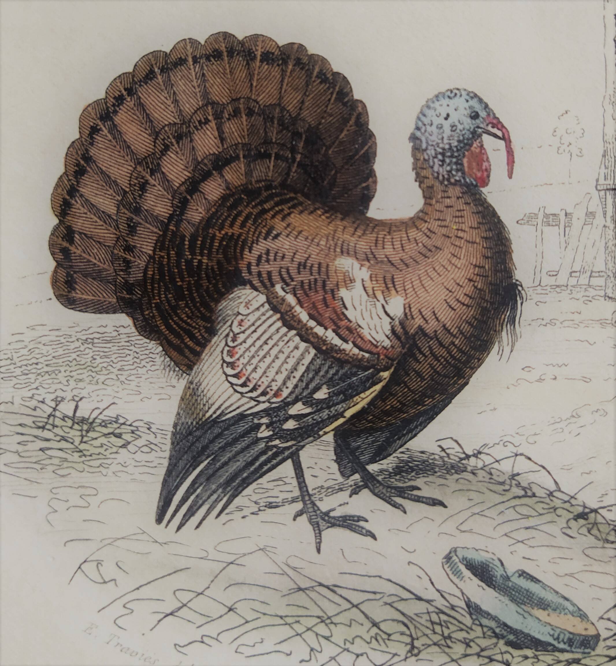 Ornithological Plate, Buffon 1838 "Rooster, Hen, Turkey, Guinea Fowl"