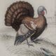 Planche Ornithologique, Buffon 1838 "Coq, Poule, Dindon, Pintade"