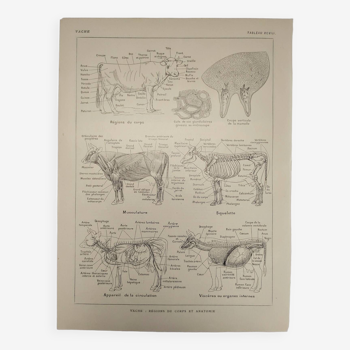 Gravure Originale de 1922 - Vache - Planche ancienne de ferme et l'élevage bovin