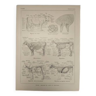 Gravure Originale de 1922 - Vache - Planche ancienne de ferme et l'élevage bovin