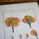 Cadre dessin fleurs - Œillet d'Inde