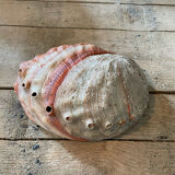 Coquille d'abalone coquille de nacre