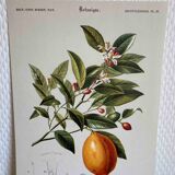 Botanical board Orange tree