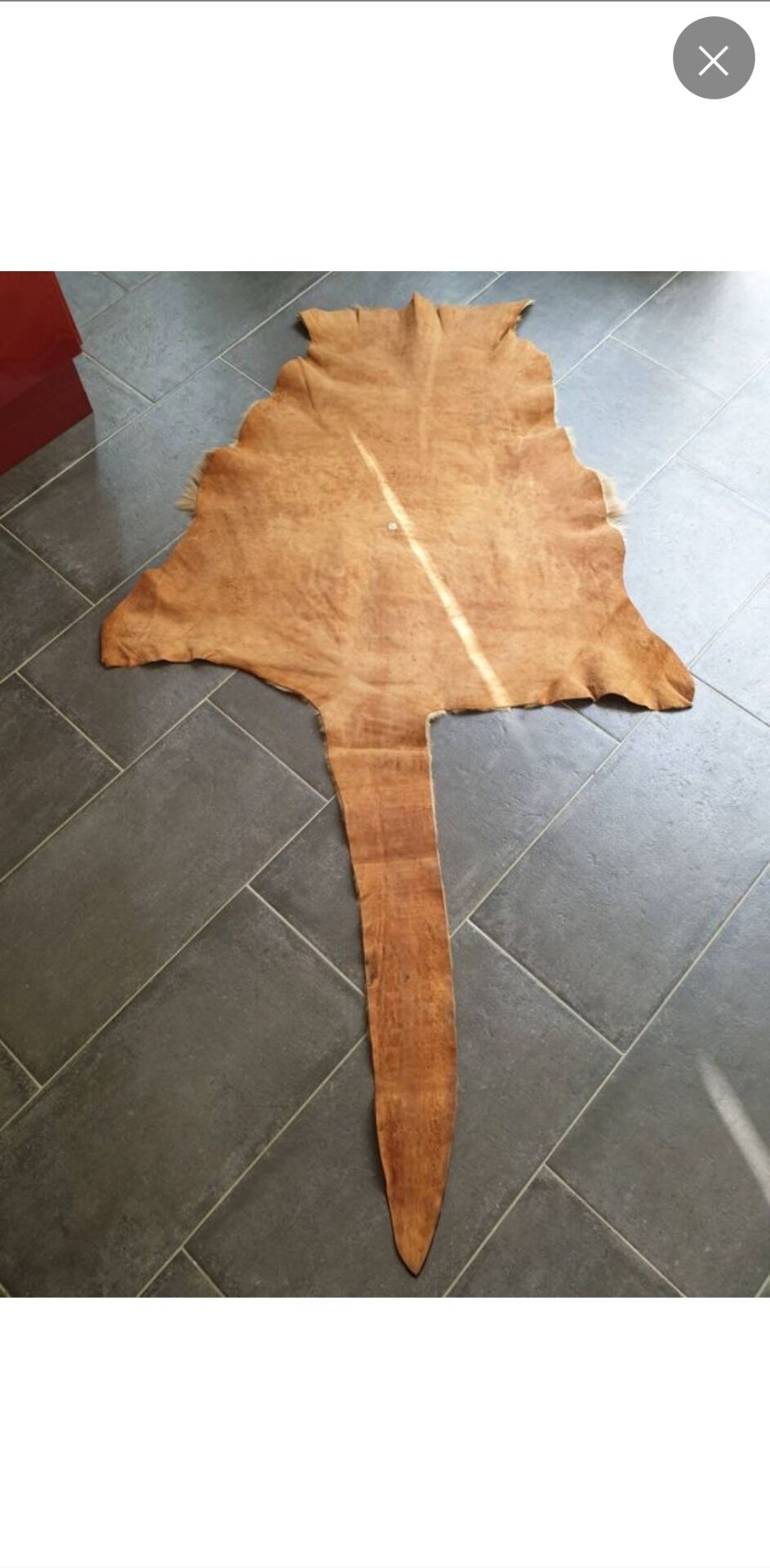 Kangaroo skin Curiosity cabinet