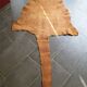 Kangaroo skin Curiosity cabinet