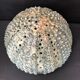 Vintage ceramic forming urchin - signed