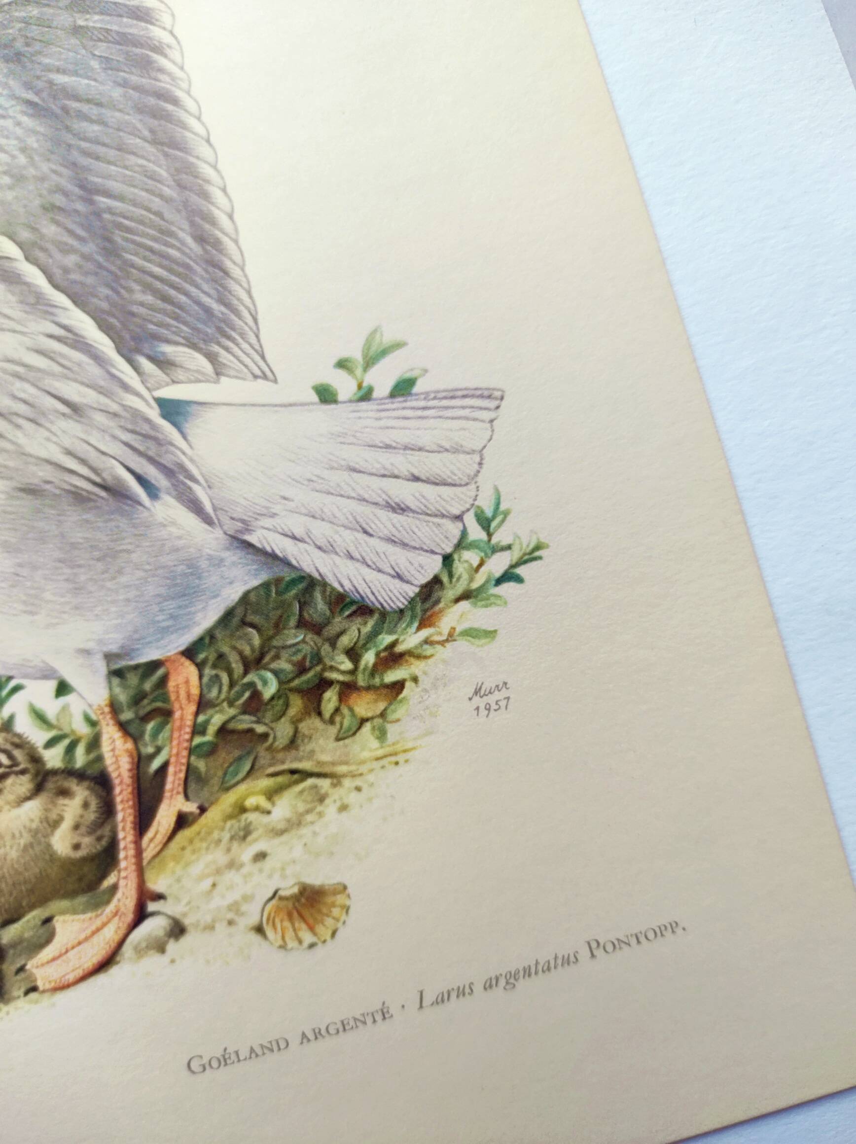 Planche ancienne oiseaux Années 1960 - Goeland Argenté .Illustration nature