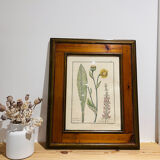 Cadre en bois et herbier ancien