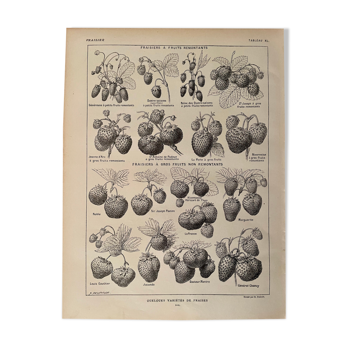 Lithograph on strawberries from 1921