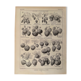 Lithograph on strawberries from 1921