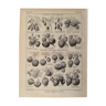Lithographie sur les fraises de 1921