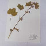 Set of 6 herbarium boards No.4