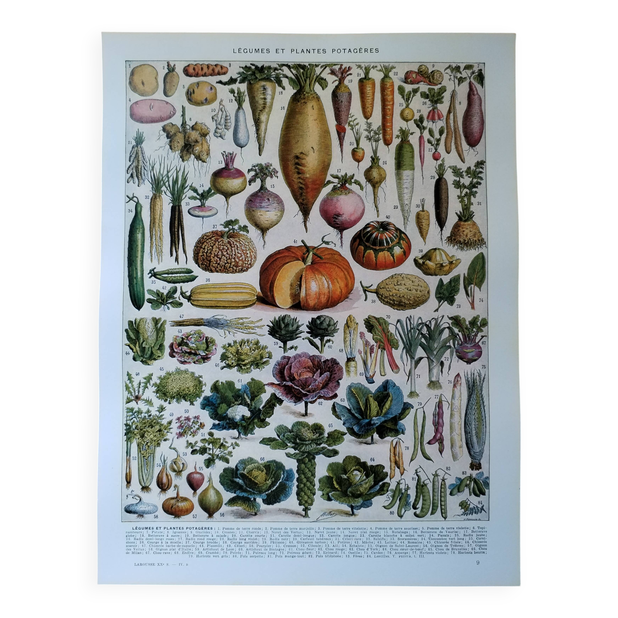 Original lithograph of vegetables and vegetable plants