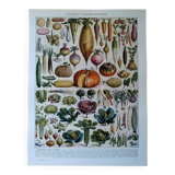 Original lithograph of vegetables and vegetable plants