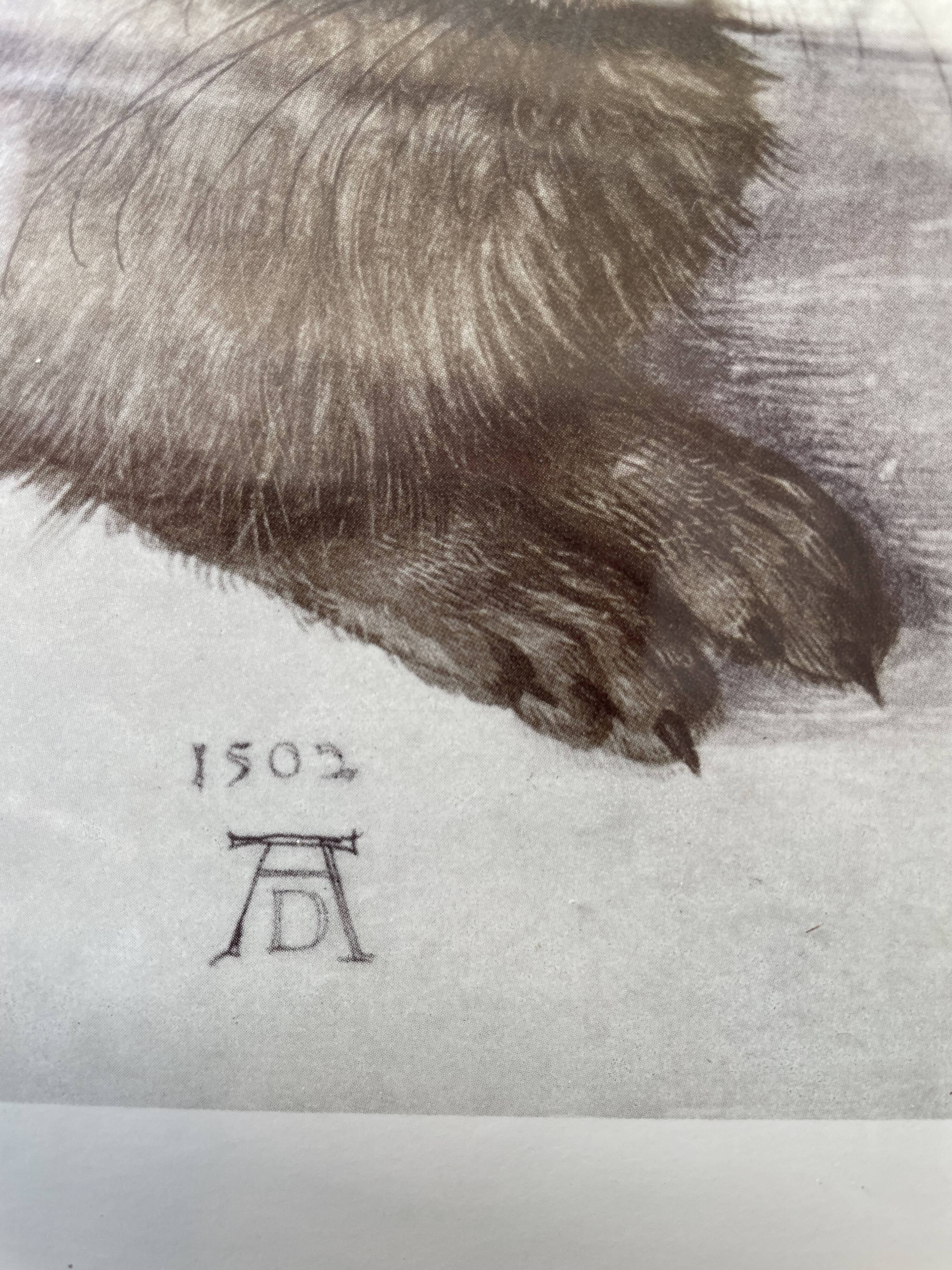 Dürer's hare illustration