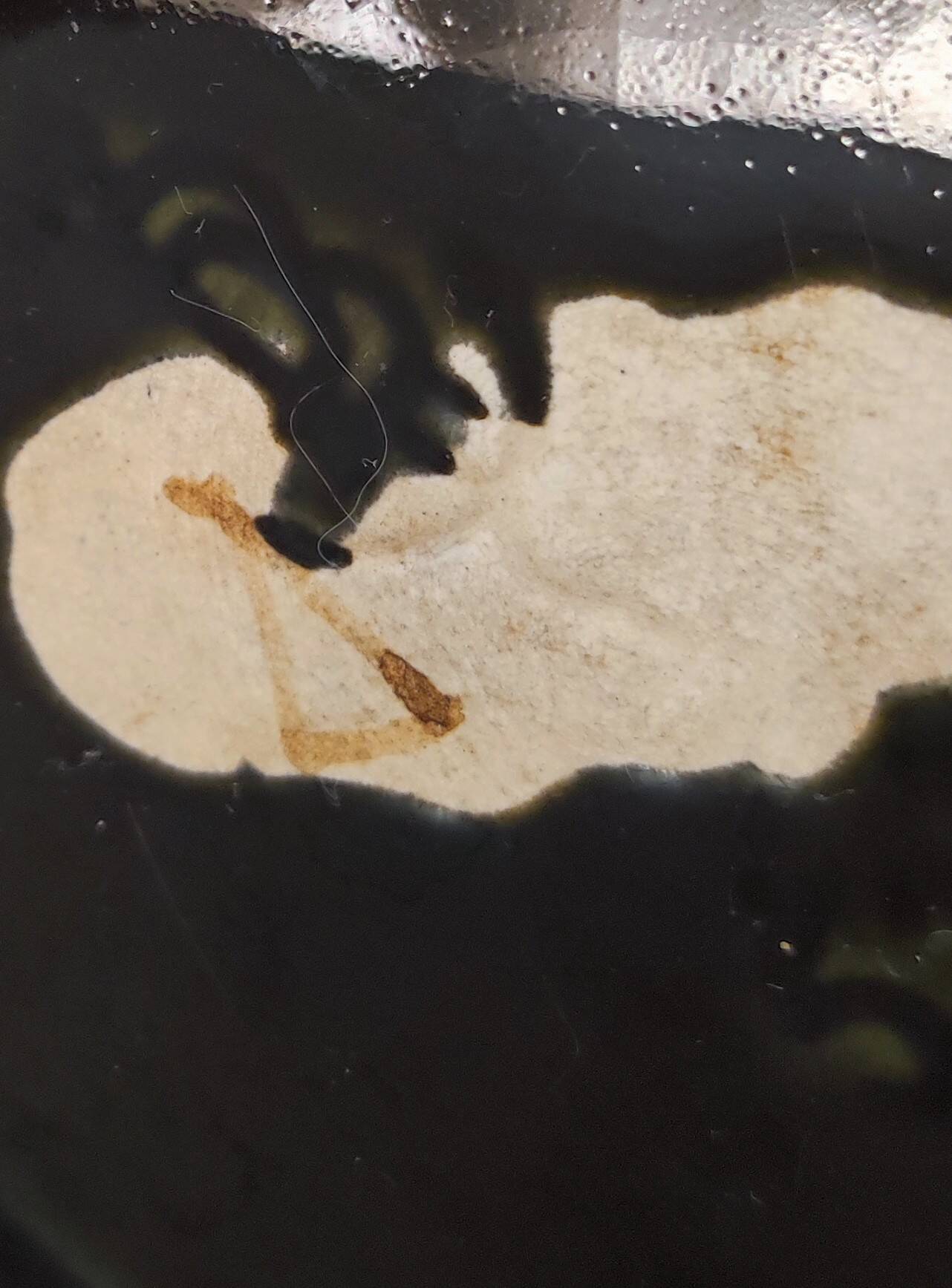 Slip planter, Gustave de Bruyn, Fives Lille