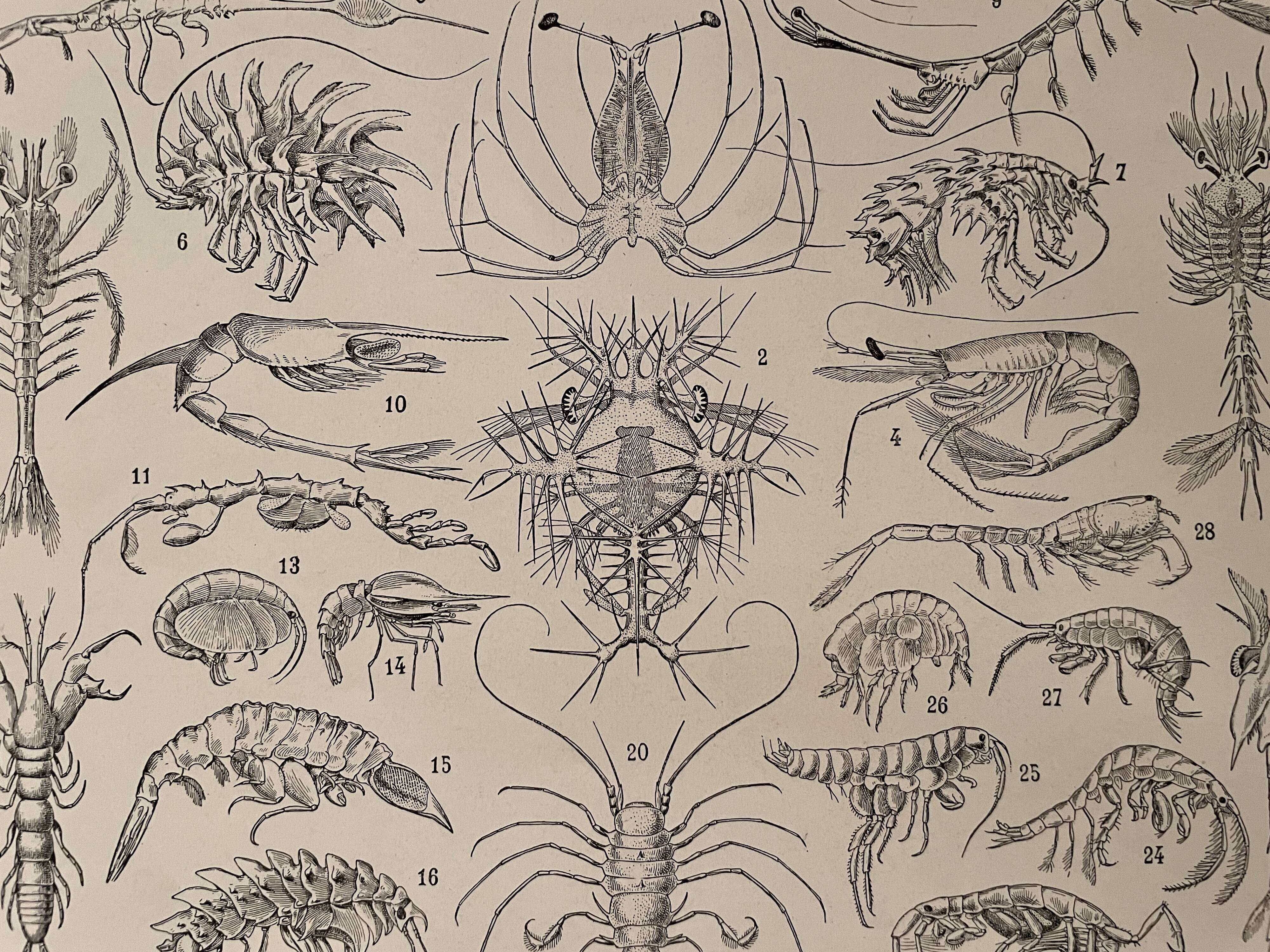 Lithograph on crustaceans - 1930