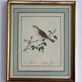 Bird frame