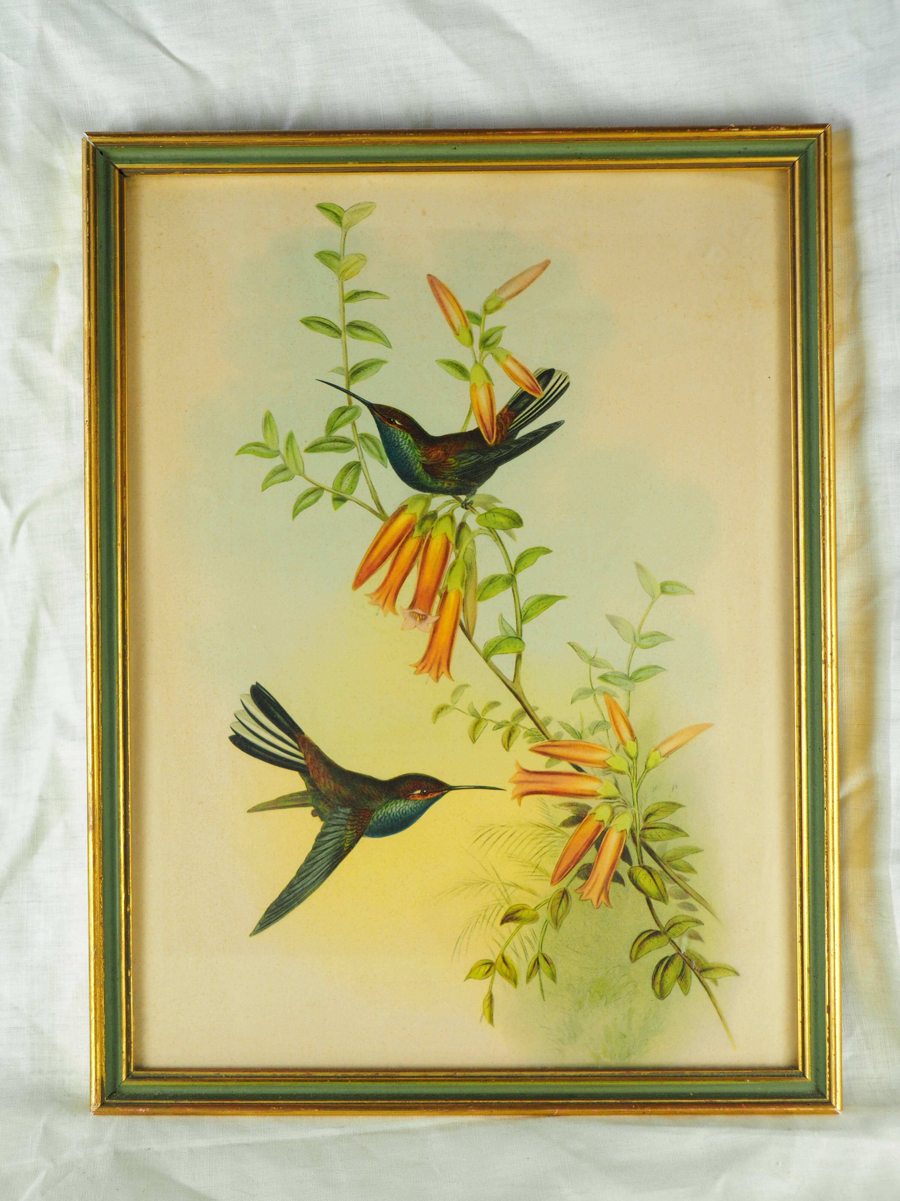Lithography with Bouguer's Hummingbird foraging (Urochroa bougieri) - J. Gould and H.C. Richter - Mid-XIXth