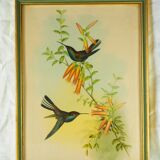 Lithography with Bouguer's Hummingbird foraging (Urochroa bougieri) - J. Gould and H.C. Richter - Mid-XIXth