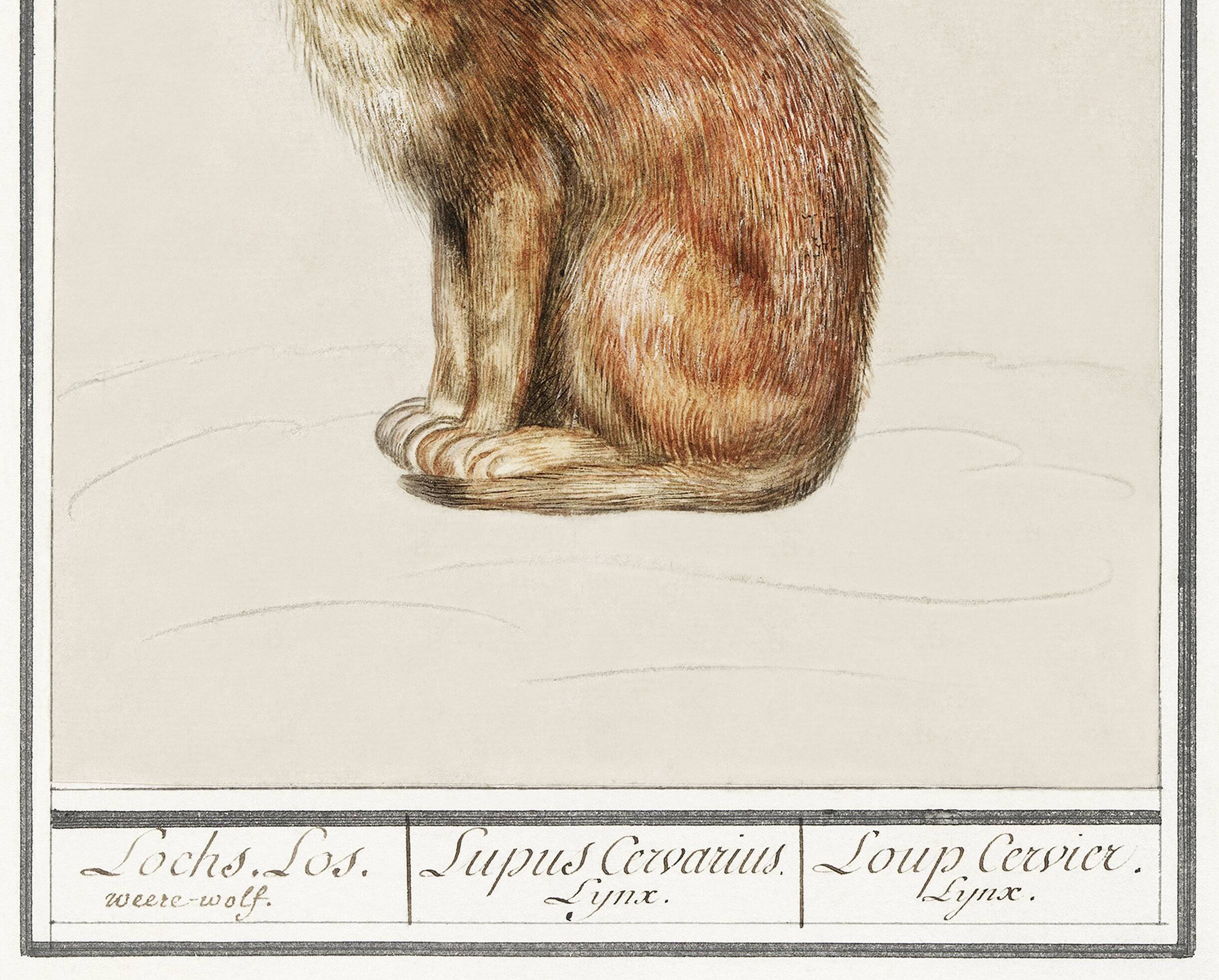 Petite affiche sur le Lynx, d’après une gravure ancienne de 1610.