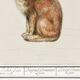 Small poster about the Lynx, based on an old engraving from 1610.