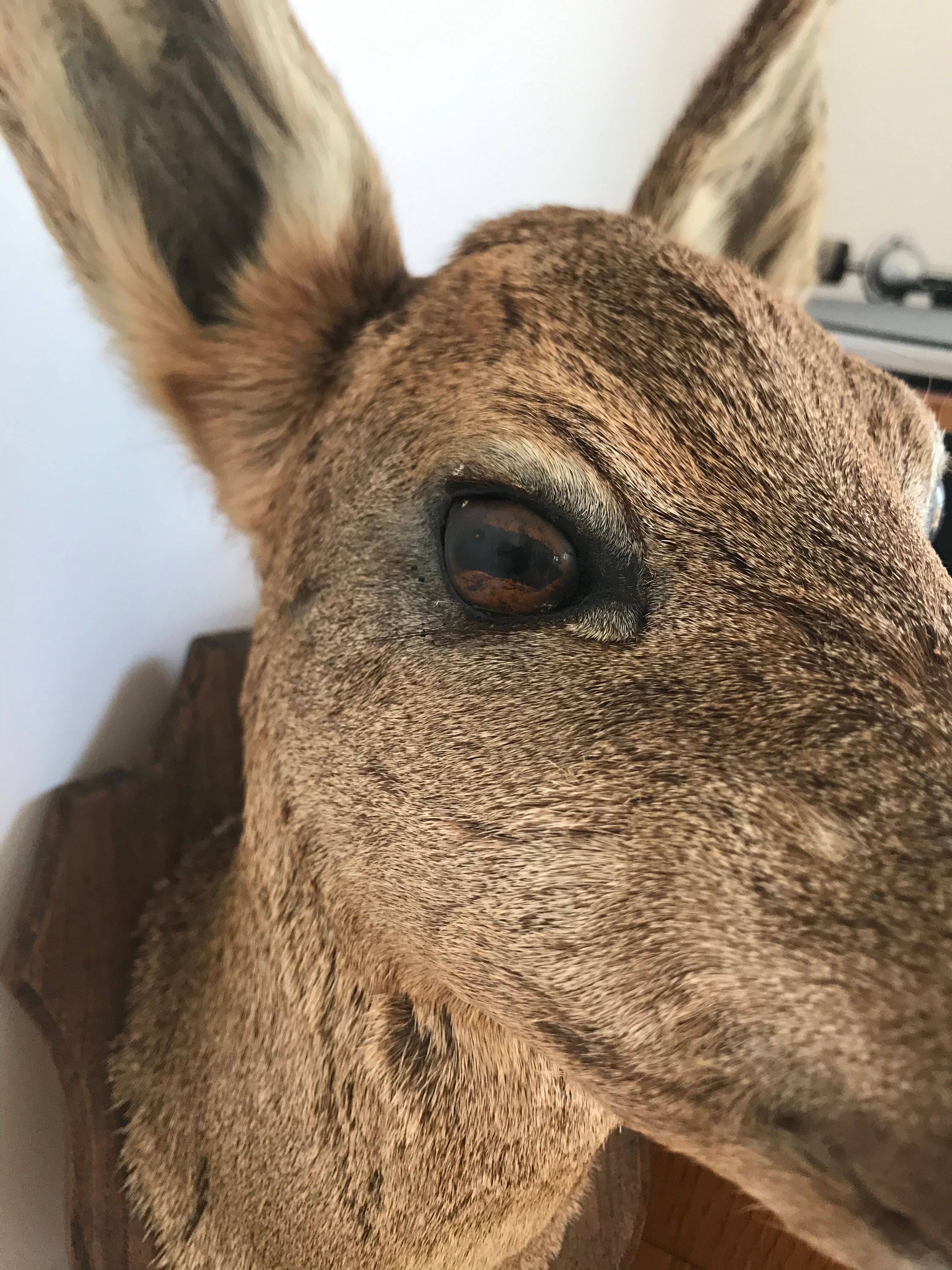 Taxidermy deer head