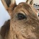 Taxidermy deer head