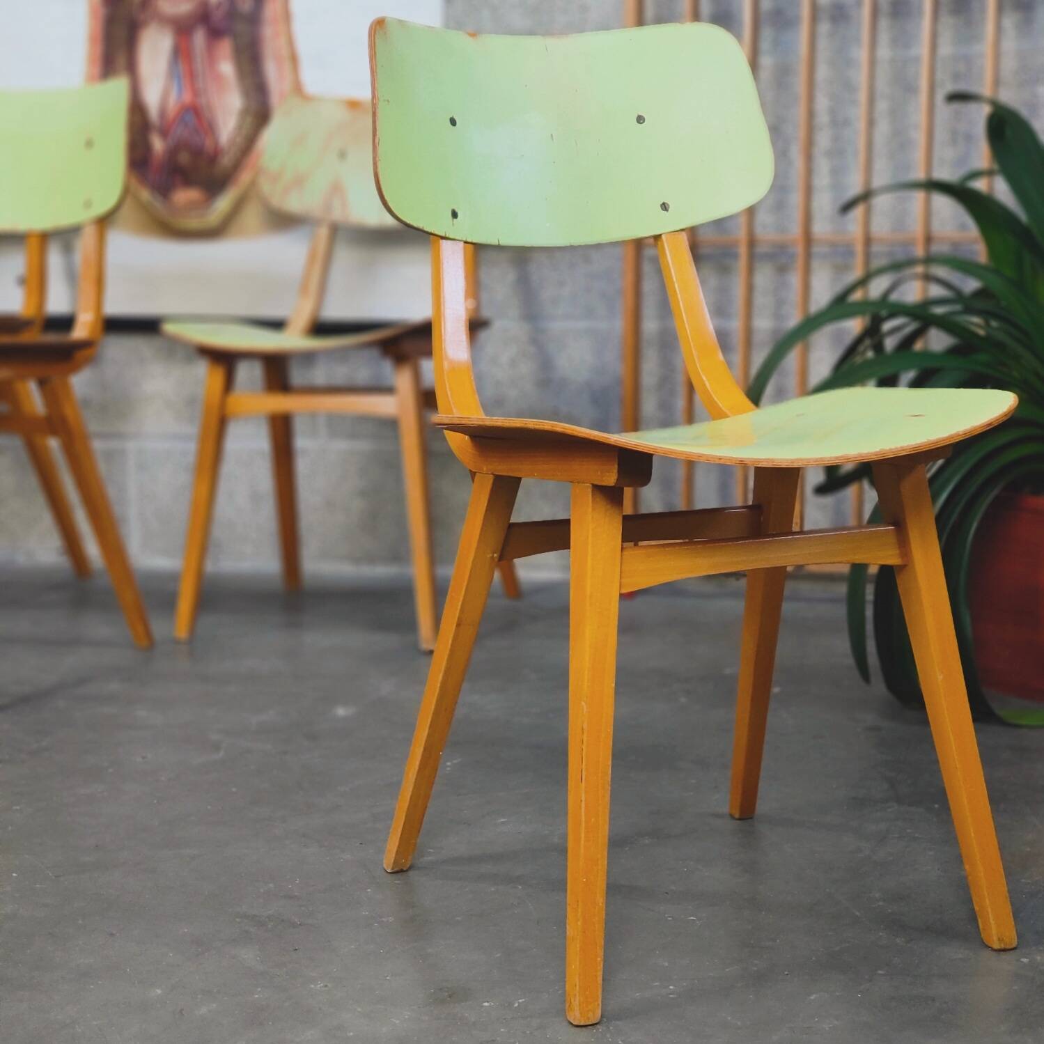 Set of 4 Tatra Nabytok green wood chairs 1960